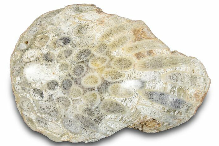 Polished Fossil Coral Head - Indonesia #293830
